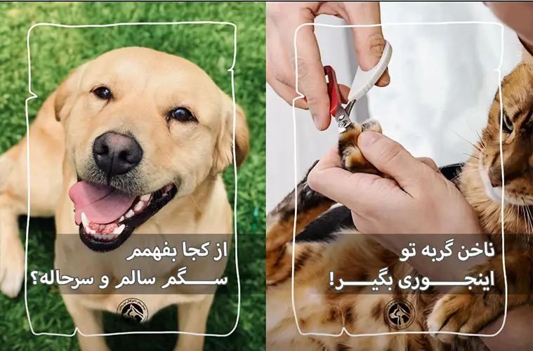 دامپزشکی ابوریحان مهرویلا کرج