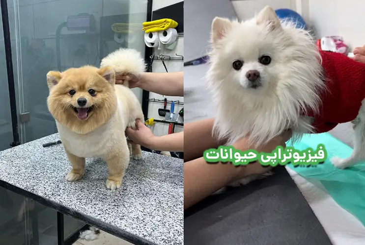 فیزیوتراپی حیوانات دامپزشکی کرج