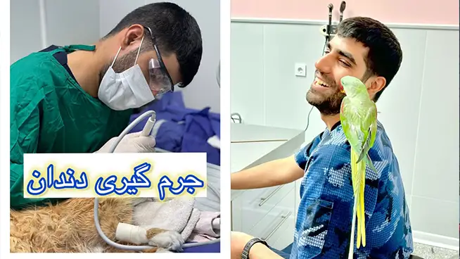 کلینیک دامپزشکی دکتر صفا محمودی نژاد