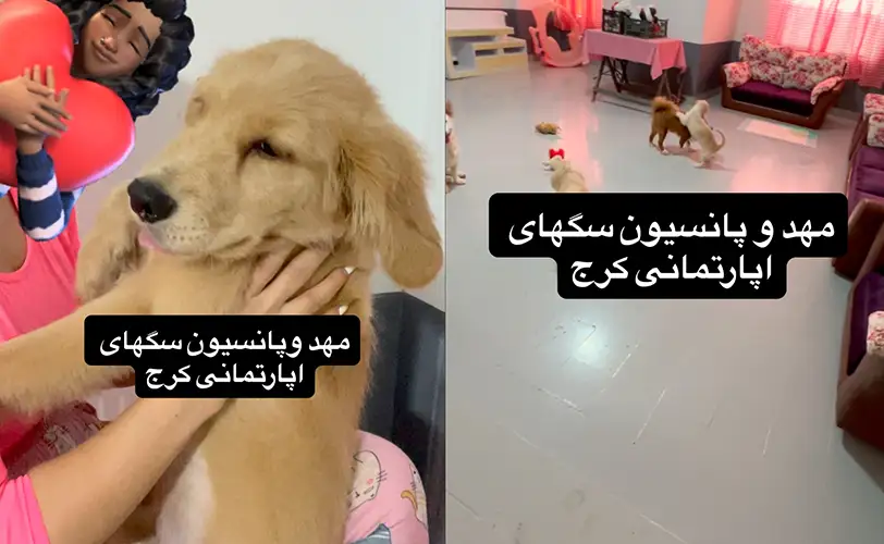 پانسیون سگ