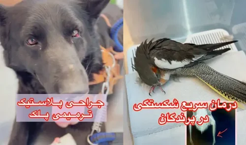دامپزشکی دامپزشکان سبز