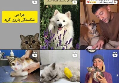 کلینیک-دامپزشکی-دی