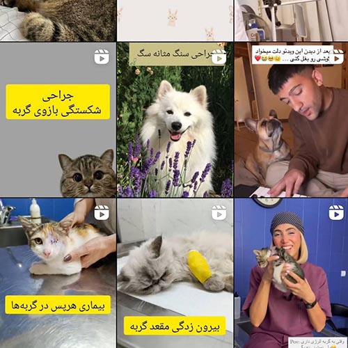 کلینیک دامپزشکی دی در گوهردشت