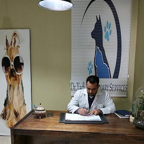 کلینیک دامپزشکی دکتر یدی در فاز ۴ مهرشهر